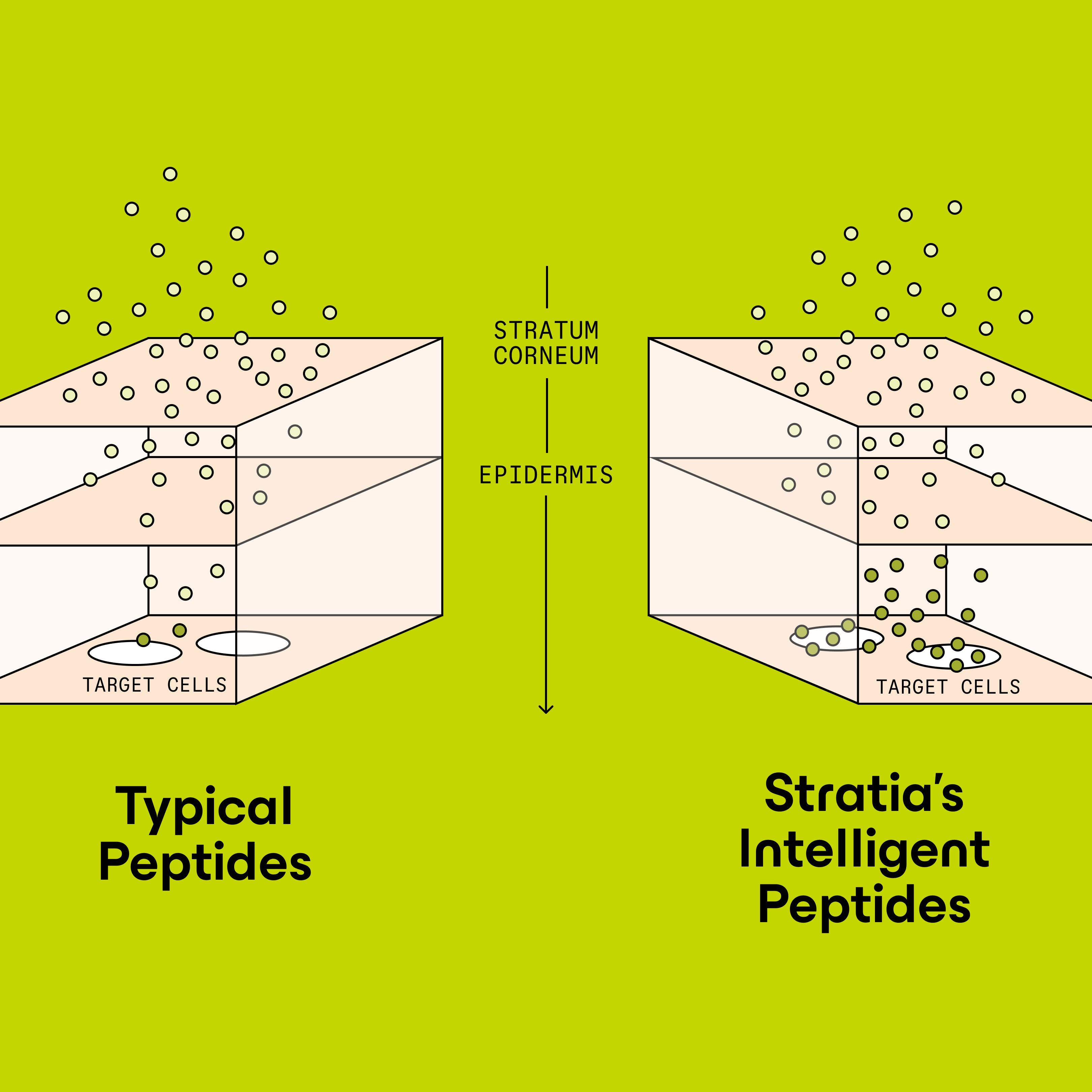 Interface peptide cream at work