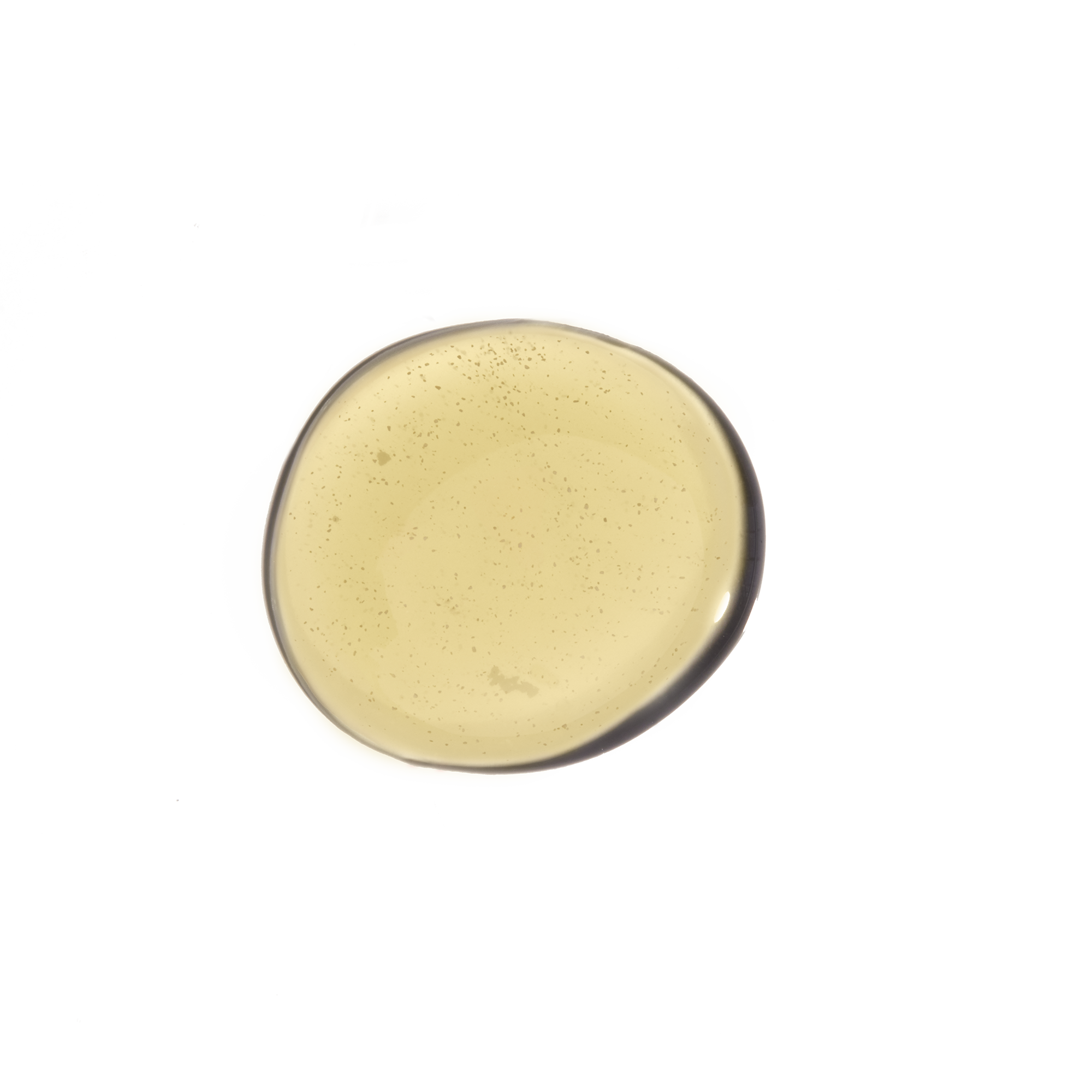 bacillus