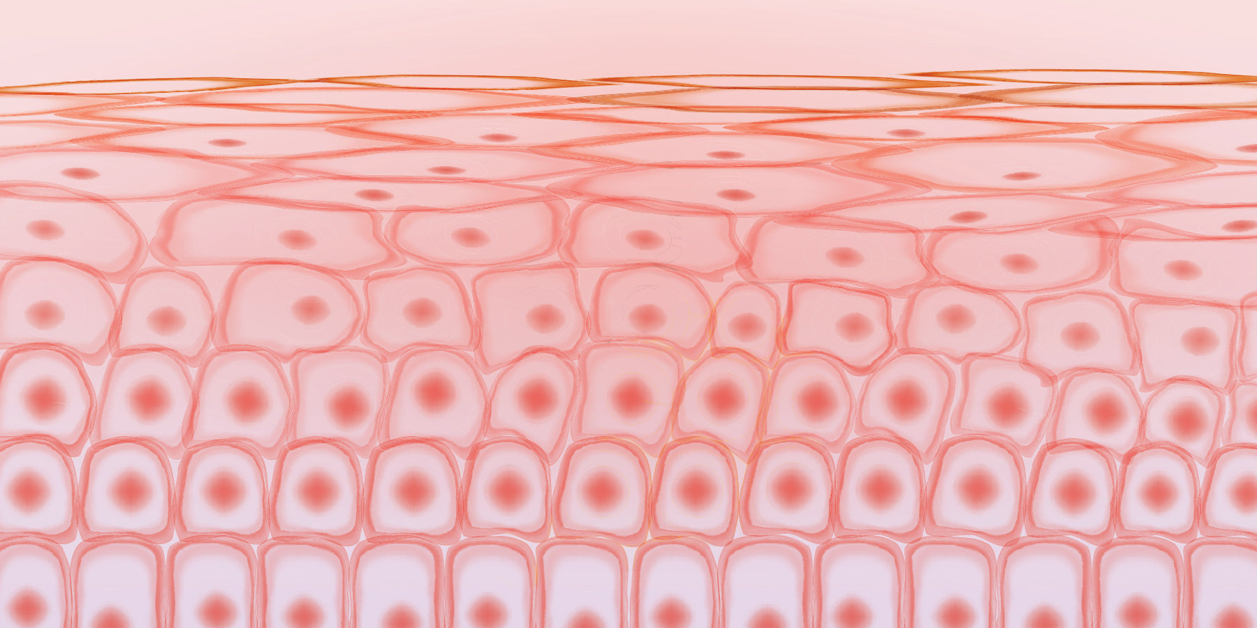 Skin Barrier 101