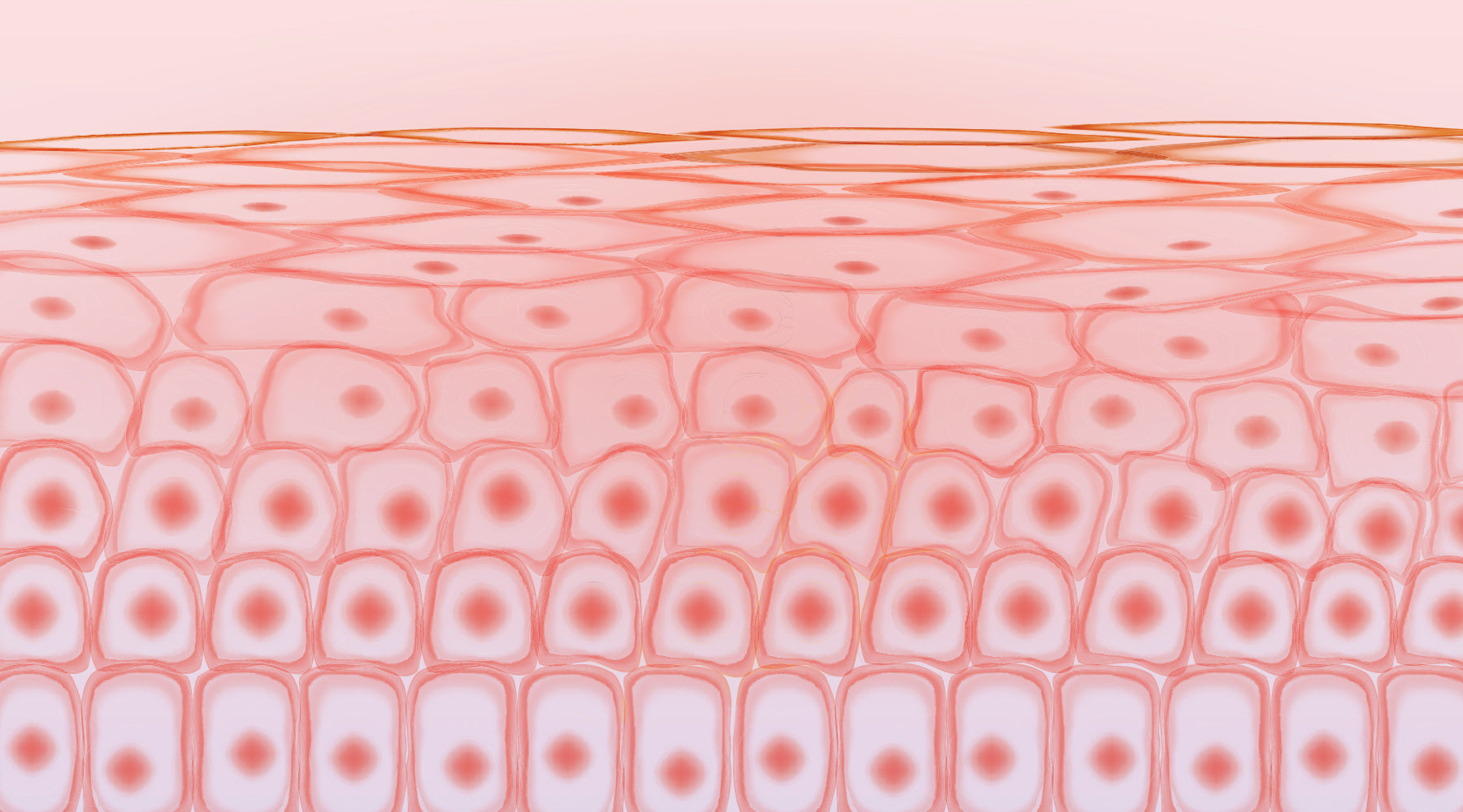 Skin Barrier 101